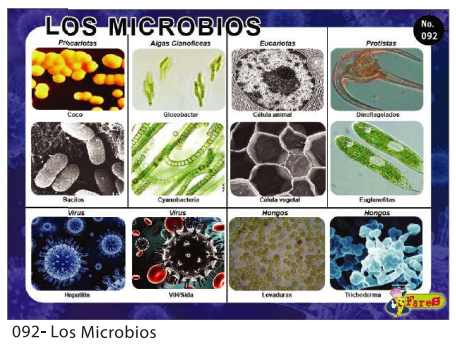[F92] Laminas educativas  Los Microbios