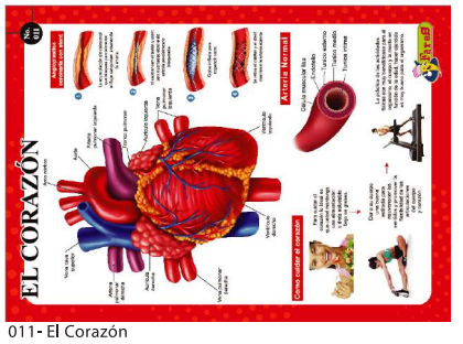 [F11] Laminas educativas - F-11 El Corazon