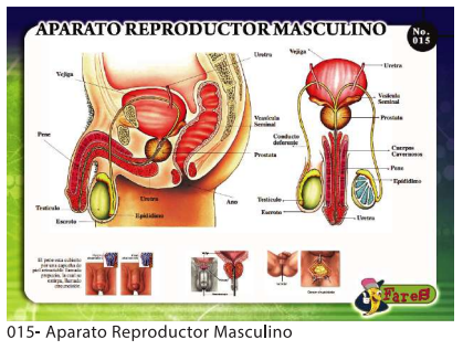 [F15] Laminas educativas - F-15 Aparato Reproductor Masculino