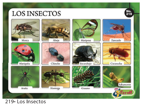 [F219] Laminas educativas - f219 Los Insectos