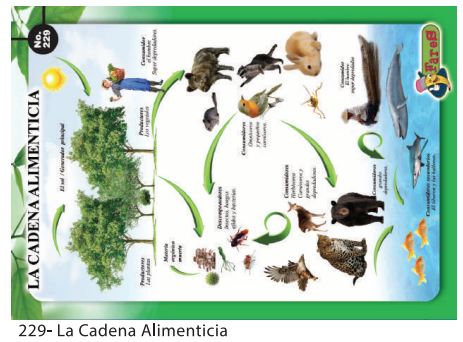[F229] Laminas educativas - f229 Cadena Alimenticia