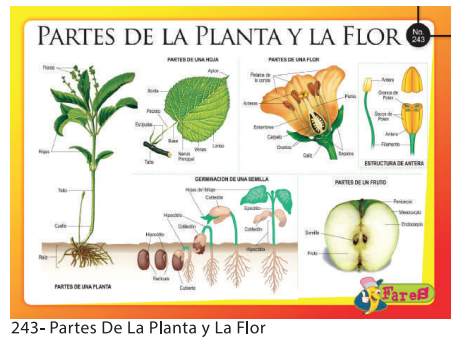 [F243] Laminas educativas - f243Partes de la planta y la flor