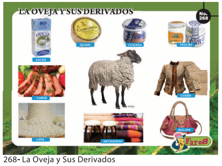[F268] Laminas educativas - f268 La oveja y sus derivados