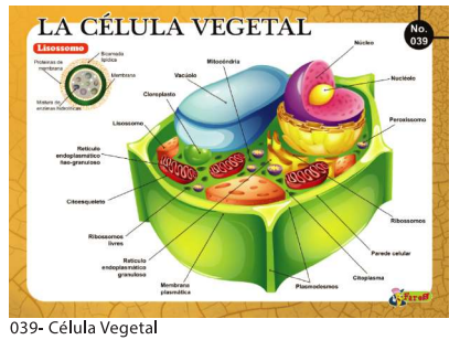 [F39] Laminas educativas Celula Vegetal