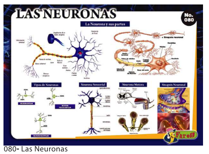 [F80] Laminas educativas Las neuronas
