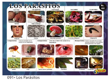 [F91] Laminas educativas Los Parasitos