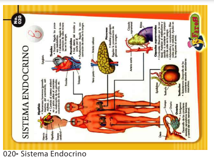 [F20] Laminas educativas Sistema Endocrino