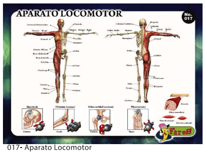 [F17] Laminas educativas Sistema Locomotor