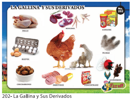 [F202] Laminas educativas- f202 La gallina y sus Derivados